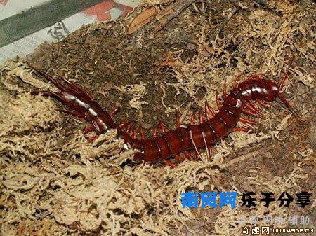 少棘蜈蚣有毒吗？盘点全球十大蜈蚣！