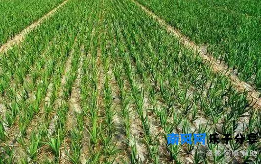 农村人是怎么致富的？介绍5种方法，总有一种适合你