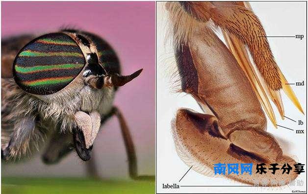 牛虻是一种什么样的昆虫，了解一下