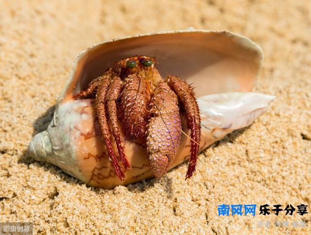 寄居蟹见过吗？那纯野生的呢？