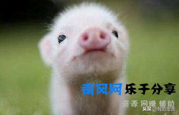 正宗小香猪多少钱一只？看清楚再买可别被忽悠啦