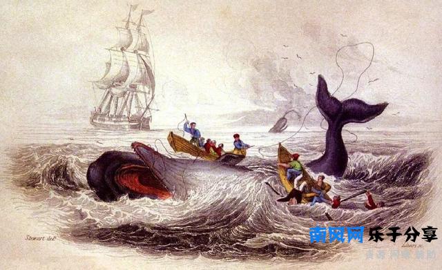 鲸鱼肉吃起来像鱼吗？