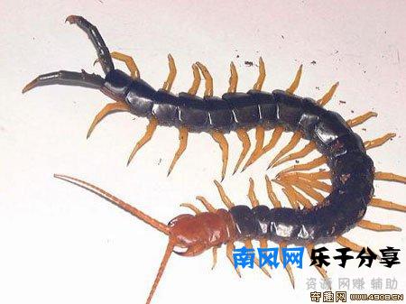 少棘蜈蚣有毒吗？盘点全球十大蜈蚣！