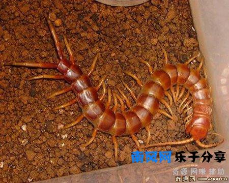 少棘蜈蚣有毒吗？盘点全球十大蜈蚣！