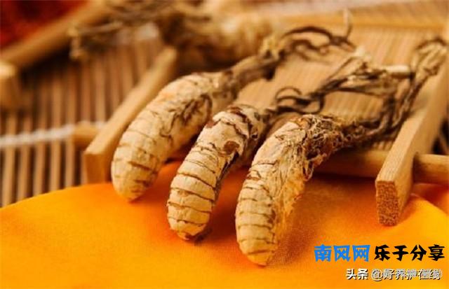 在野外竹林挖到的十分罕见金蝉花，千万不要乱吃，小心中毒