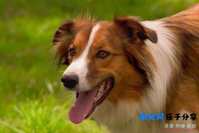 狂犬病发作会学狗叫吗（前期还有这些症状）