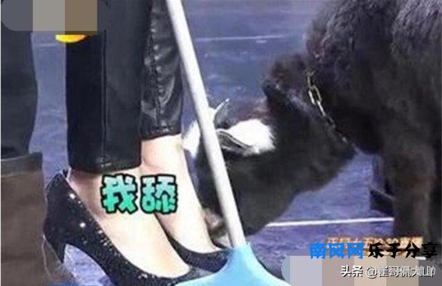 杨幂杨臭脚的绰号怎么来的，脚臭的女生多么？