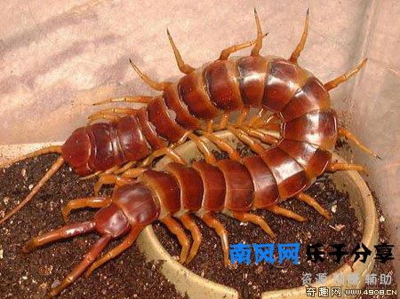 少棘蜈蚣有毒吗？盘点全球十大蜈蚣！