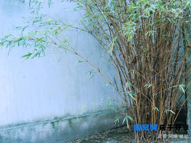 《严郑公宅同咏竹》唐 杜甫