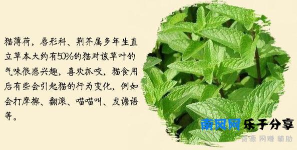 猫薄荷是什么东西？为什么猫咪闻了会撒娇打滚？