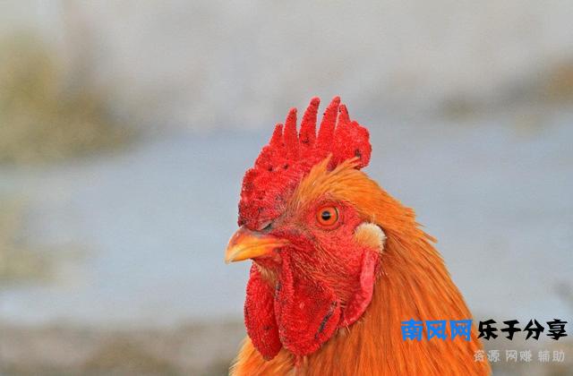 为什么鸡头防抖这么厉害，依靠的是什么原理？