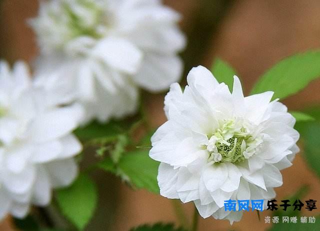 涨知识：“开到荼蘼”的“荼蘼”是什么东西？