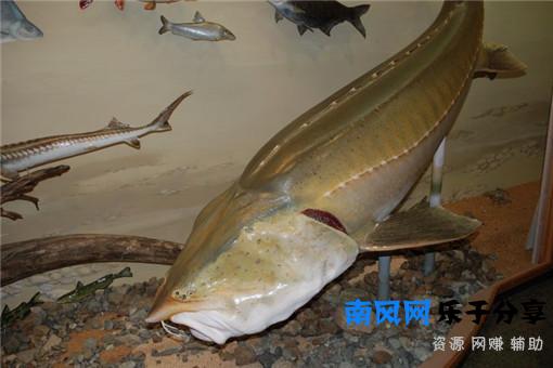 鳇鱼多少钱一斤？和鲟鱼有什么区别？