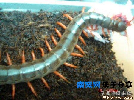 少棘蜈蚣有毒吗？盘点全球十大蜈蚣！