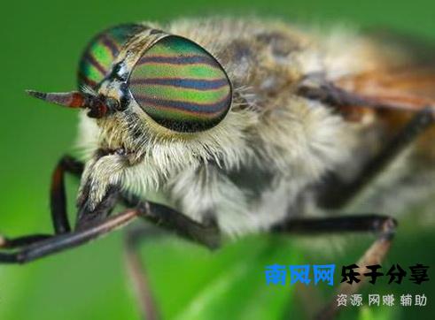 牛虻是一种什么样的昆虫，了解一下