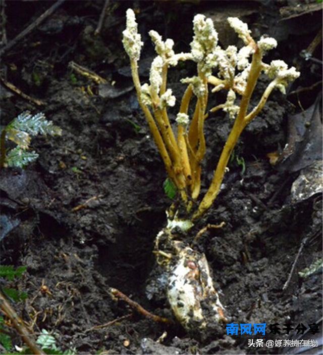 在野外竹林挖到的十分罕见金蝉花，千万不要乱吃，小心中毒