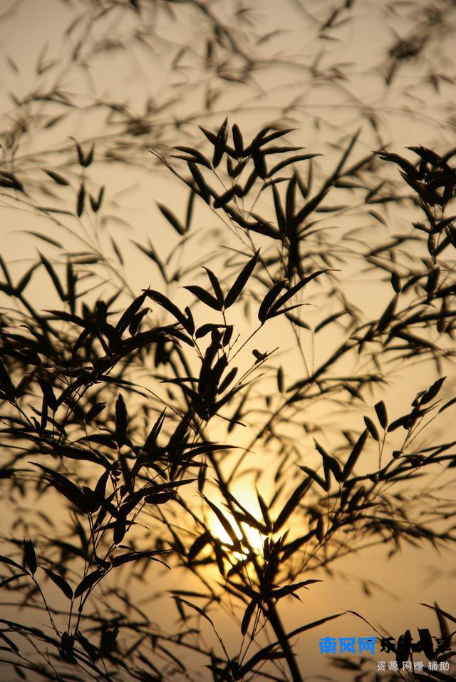 《严郑公宅同咏竹》唐 杜甫