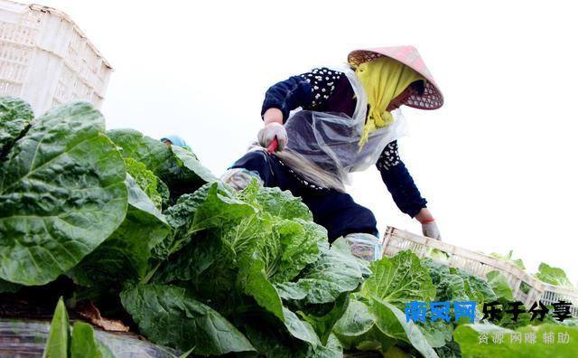 牛耕铁犁即将退出农村舞台，5年后农村应该是这个样