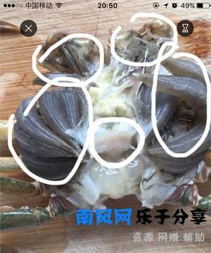 你会***螃蟹吗？真干净啊