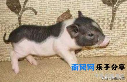 正宗小香猪多少钱一只？看清楚再买可别被忽悠啦