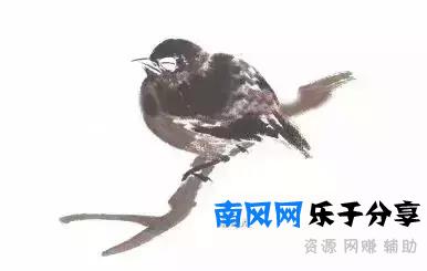 分步骤详解，写意翎毛基本画法，从结构到姿态，跟着学有大收获