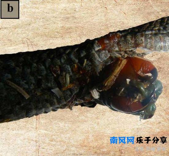 少棘蜈蚣有毒吗？盘点全球十大蜈蚣！