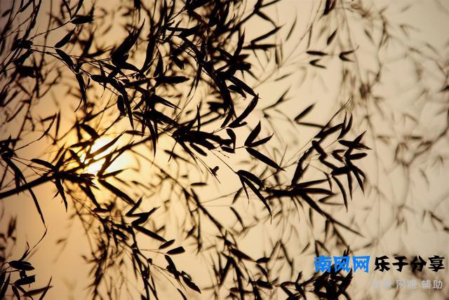 《严郑公宅同咏竹》唐 杜甫