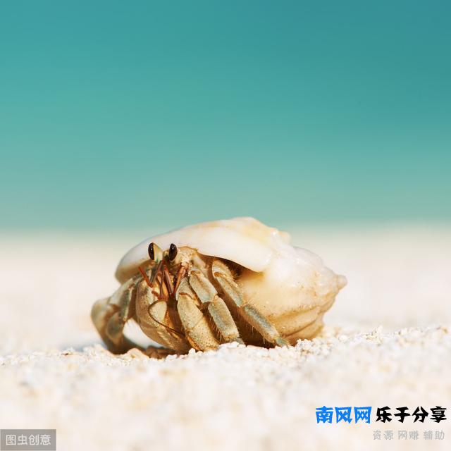 寄居蟹见过吗？那纯野生的呢？