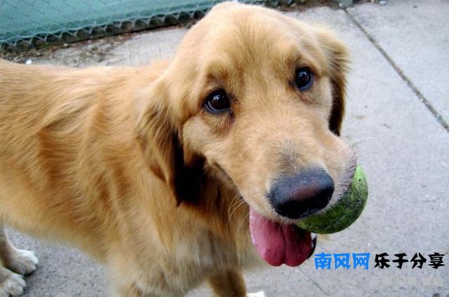 狂犬病发作会学狗叫吗（前期还有这些症状）