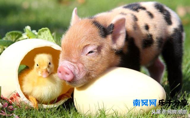 正宗小香猪多少钱一只？看清楚再买可别被忽悠啦