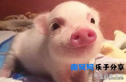 正宗小香猪多少钱一只？看清楚再买可别被忽悠啦