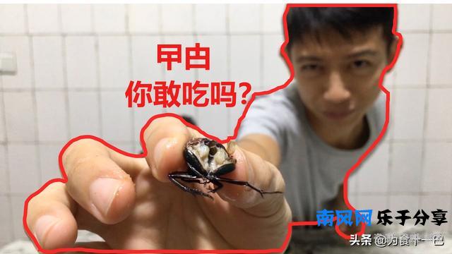 挑战胆量的美食，蟑螂也能吃？原来是龙虱，教你和味龙虱的做法