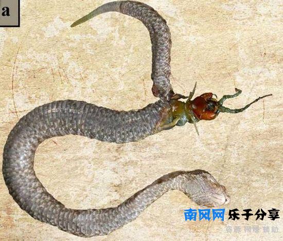 少棘蜈蚣有毒吗？盘点全球十大蜈蚣！