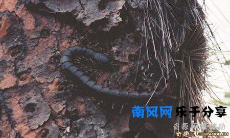 少棘蜈蚣有毒吗？盘点全球十大蜈蚣！