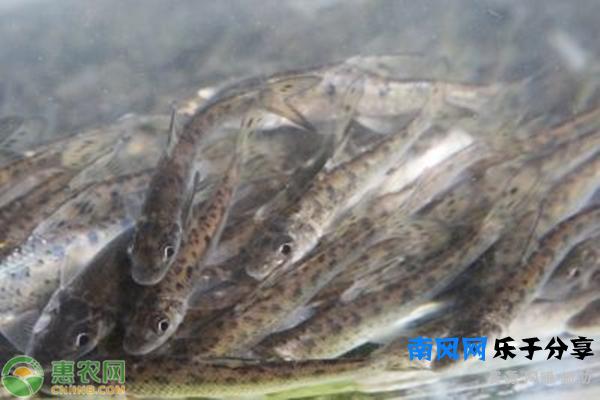 野生花骨鱼多少钱一斤？养好花骨鱼要注意的问题？