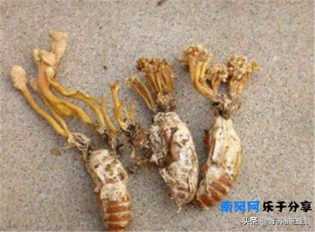 在野外竹林挖到的十分罕见金蝉花，千万不要乱吃，小心中毒