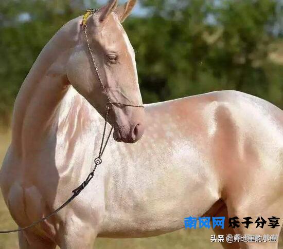 汗血宝马一匹最高几千万