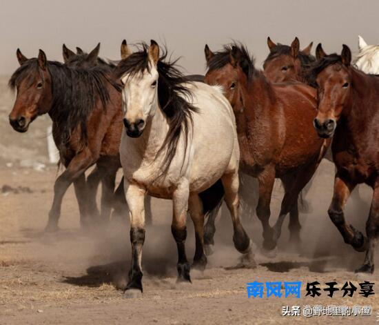 汗血宝马一匹最高几千万