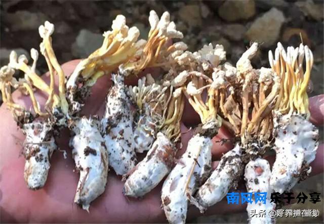 在野外竹林挖到的十分罕见金蝉花，千万不要乱吃，小心中毒