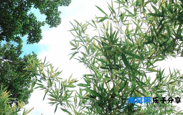 《严郑公宅同咏竹》唐 杜甫