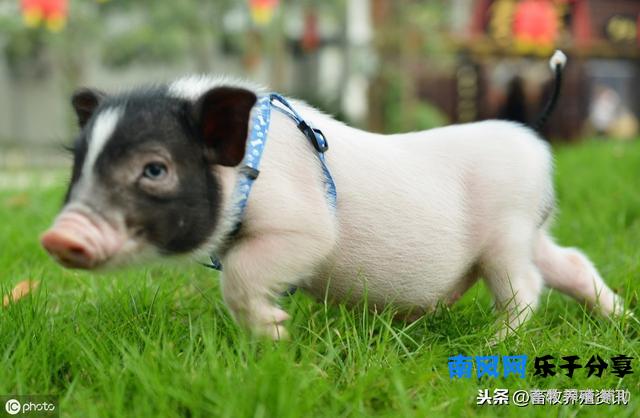 宠物小香猪多少钱一只？宠物小香猪能长多大