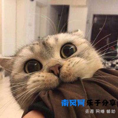 猫薄荷是什么东西？为什么猫咪闻了会撒娇打滚？