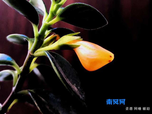 家里养盆“厚脸皮”，大气上档次，越养越上瘾