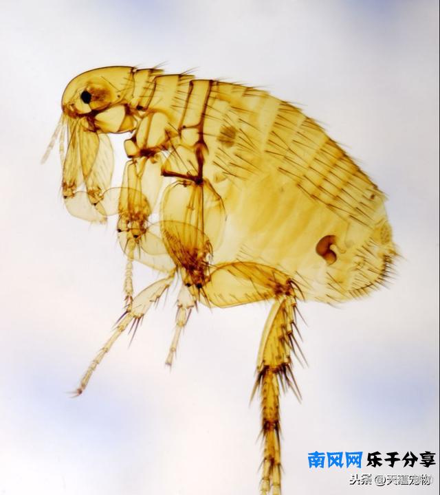 宠物驱虫不能随意 最后一个和很多宠主息息相关