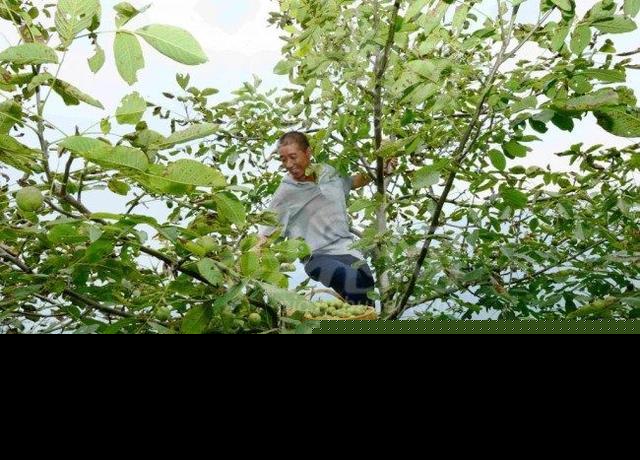 桐油多少钱一斤(桐油市场价一吨的价格)