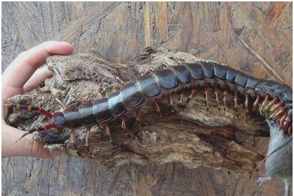 世界上最大的蜈蚣（蜈蚣最大可以长到多大）