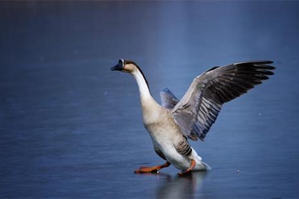 惆怅此情难寄(上一句鸿雁在云鱼在水典故)
