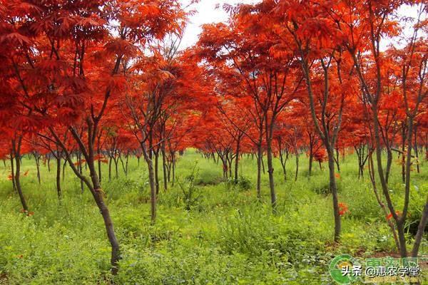 秋分是什么意思（秋分节气的含义是什么）