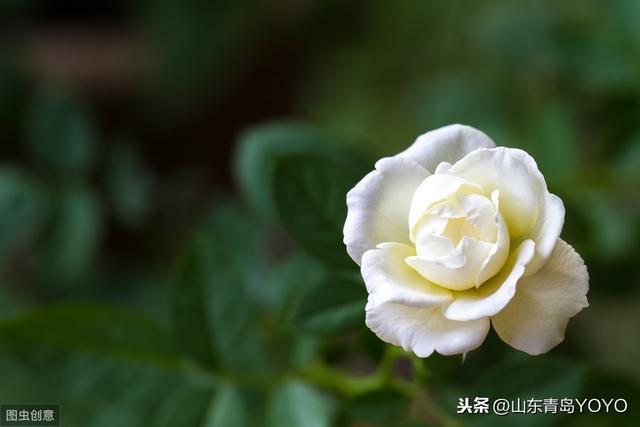 蓝玫瑰花语是什么(送蓝玫瑰代表这个寓意)