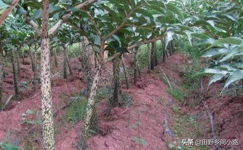 魔芋种植技术及亩产量（魔芋怎么种植产量高）